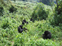 Group of Mountain Gorillas, Volcanoes National Park